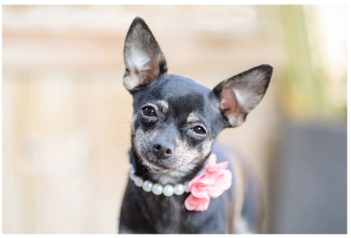 Photographing Your Pet or AARCS Foster