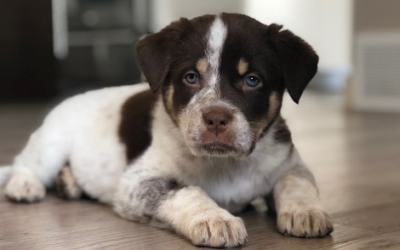 So you Adopted A Dog/Puppy – What Next?
