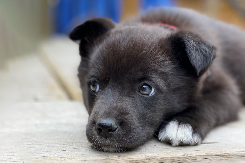 Puppy store barn parvo