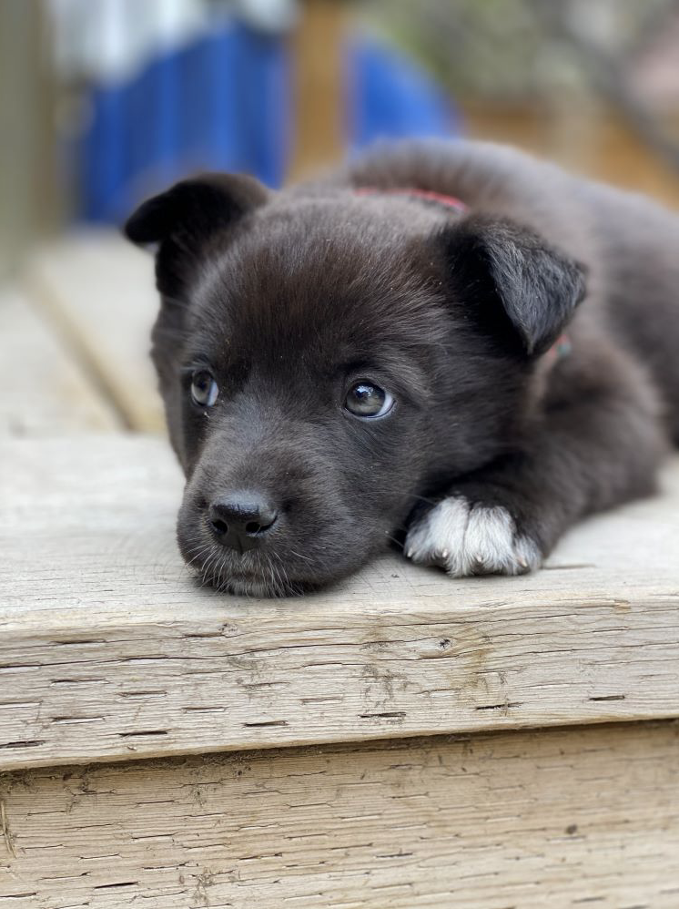 Parvo medicine at store petsmart