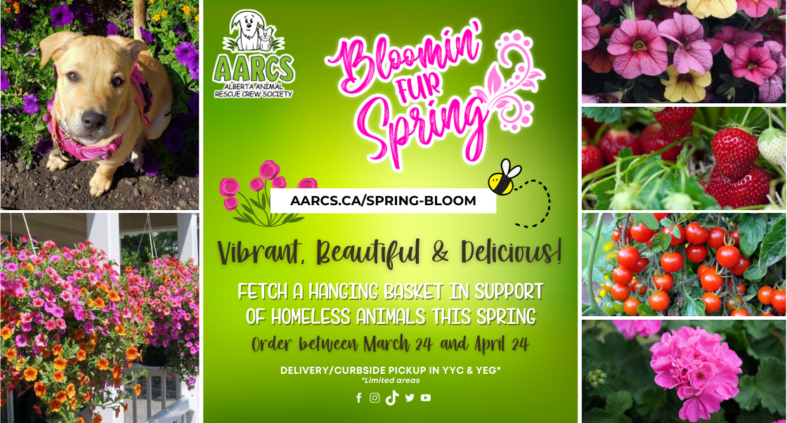 Spring Market & Flower Pick Up at AARCS 🌸🌼🌺 - AARCS