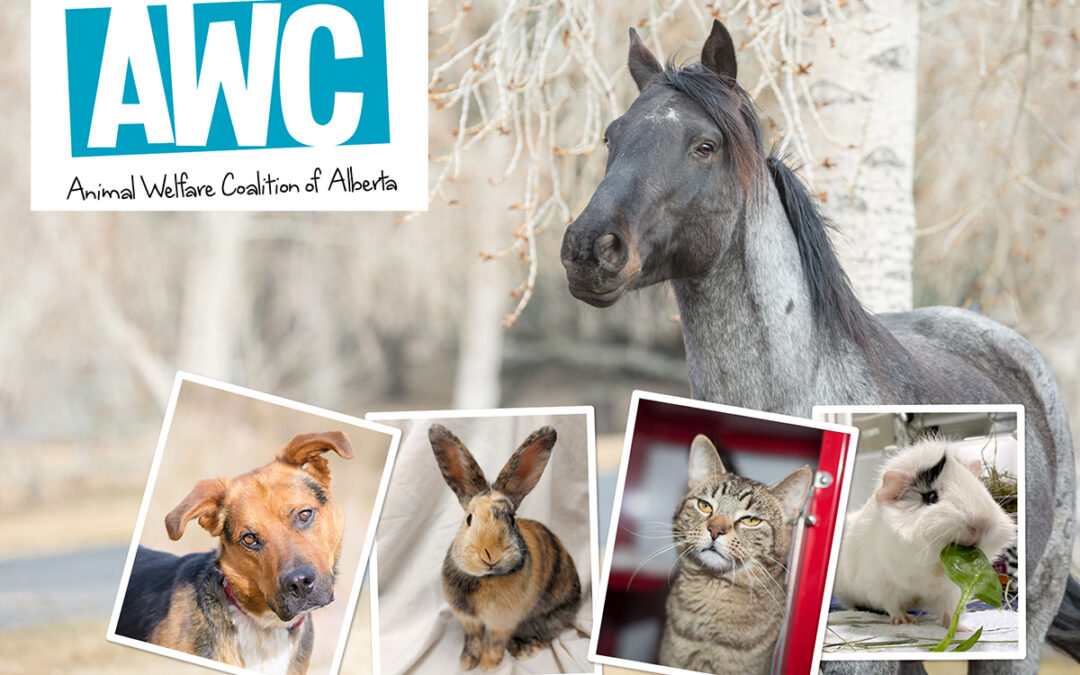 What is the Animal Welfare Coalition of Alberta?