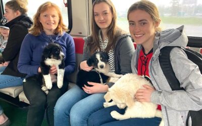 Calgary Transit, AARCS offer puppy cuddles to morning commuters
