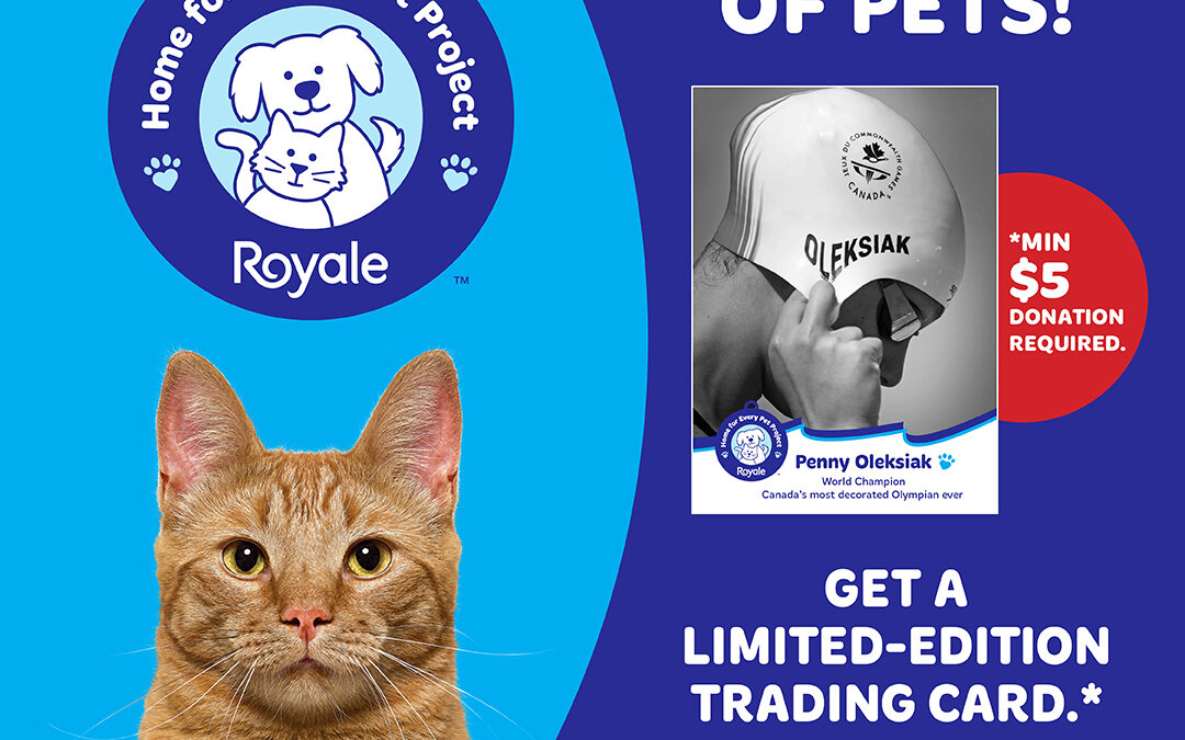 ROYALE Pets – Home for Every Pet Project