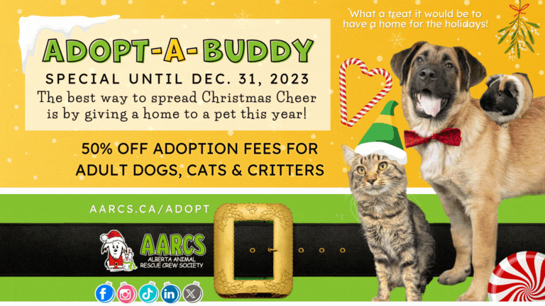 Adopt-a-Buddy special until December 31, 2023. 50% OFF ADOPTION FEES FOR ADULT DOGS, CATS & CRITTERS at aarcs.ca/adopt