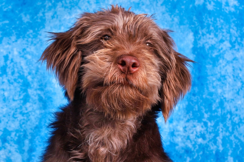 can a wirehaired pointing griffon live in nicaragua