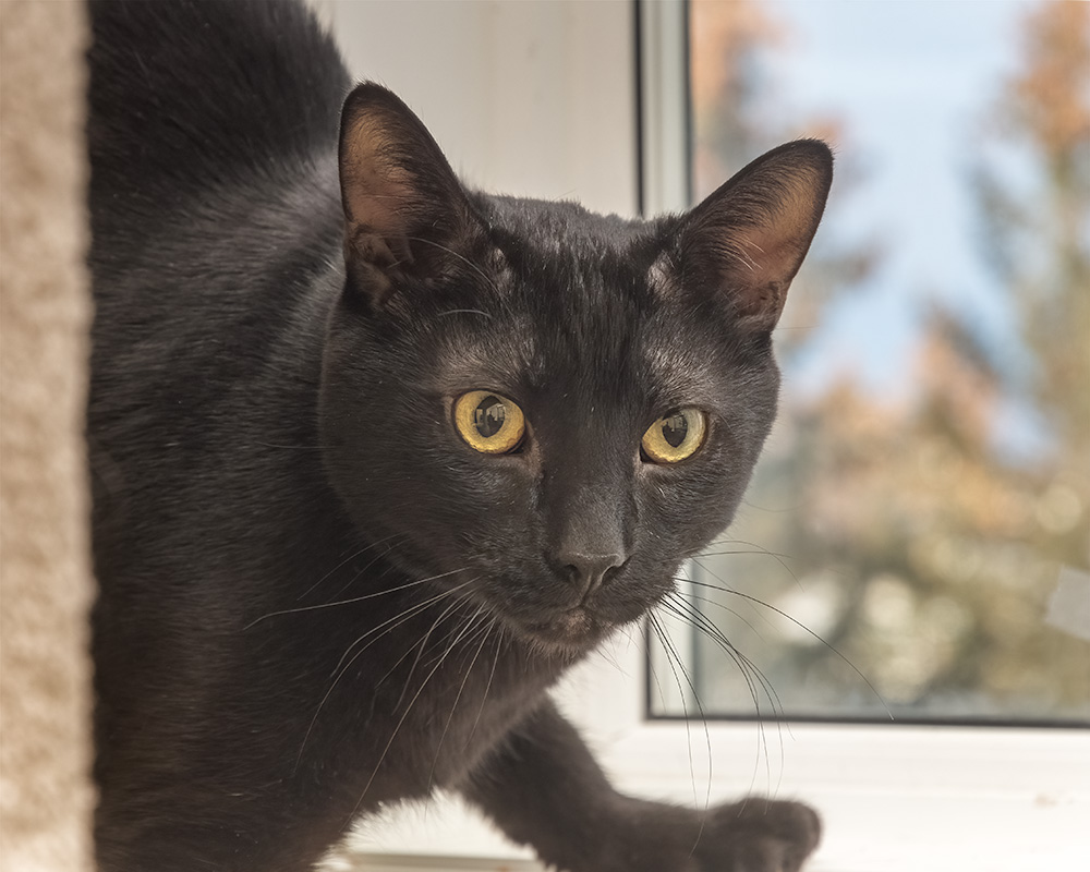 Five Reasons to Adopt a Black Cat AARCS