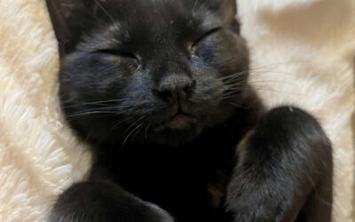 Five Reasons to Adopt a Black Cat