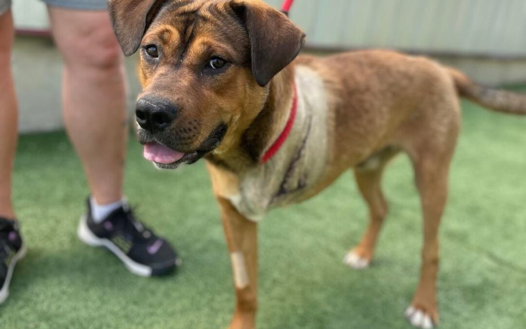 Adoption Update – Scooby