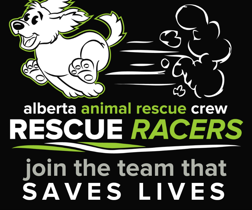 Rescue Racers for AARCS – Calgary Marathon