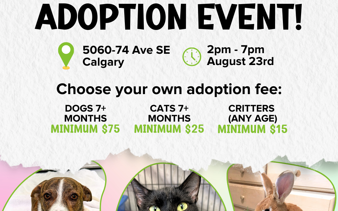 Pop-Up Adoption Event at AARCS Calgary Shelter 💚🐾