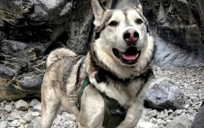 Helpful Tools for Dogs That Pull