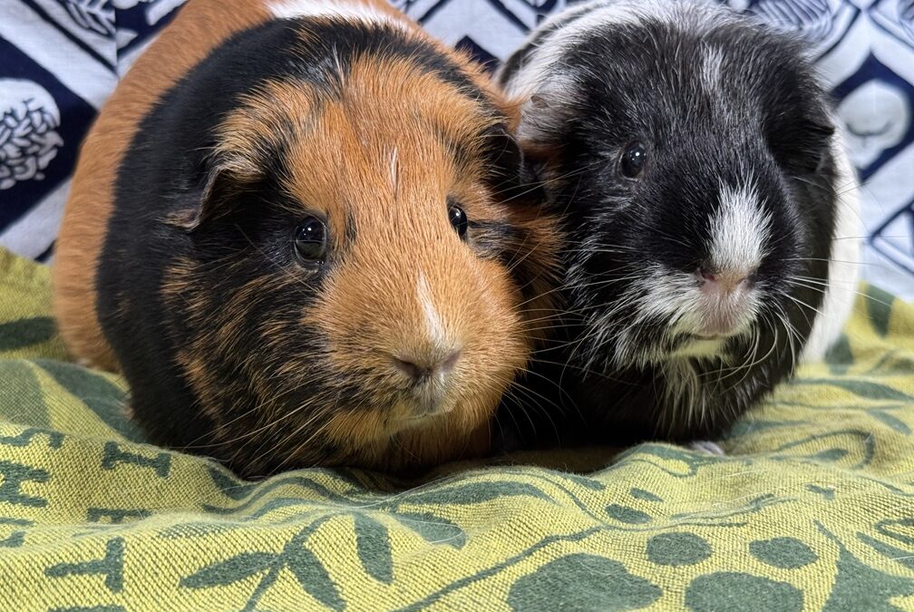 A2000376155/A2000376156