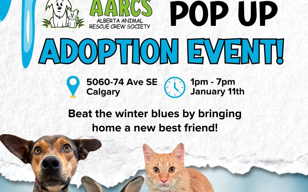 Pop-Up Adoption Event at AARCS Calgary Shelter 💚🐾