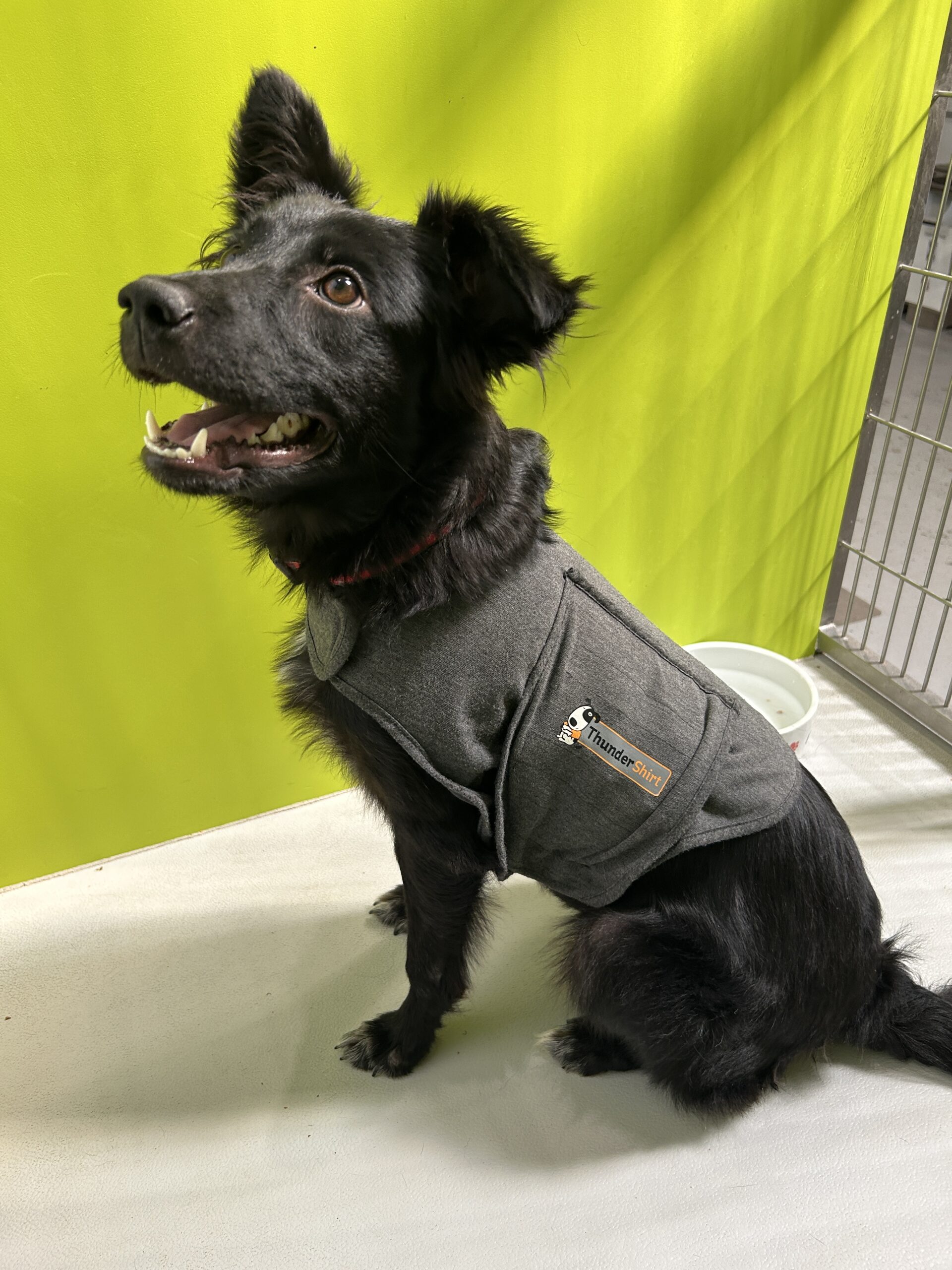 Worry of Noises – AARCS