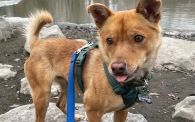 Teaching Loose Leash Walking