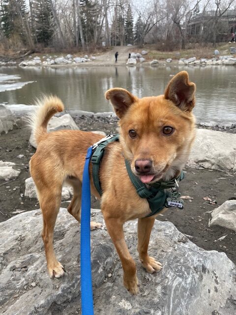 Teaching Loose Leash Walking