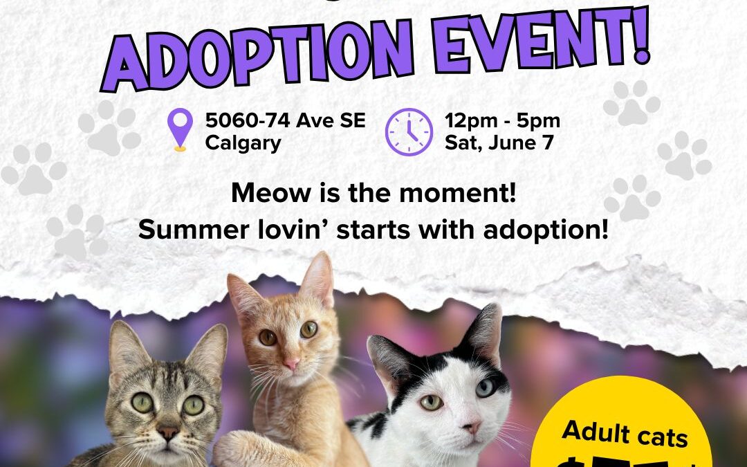 Pop Up AARCS Cat Adoption Event