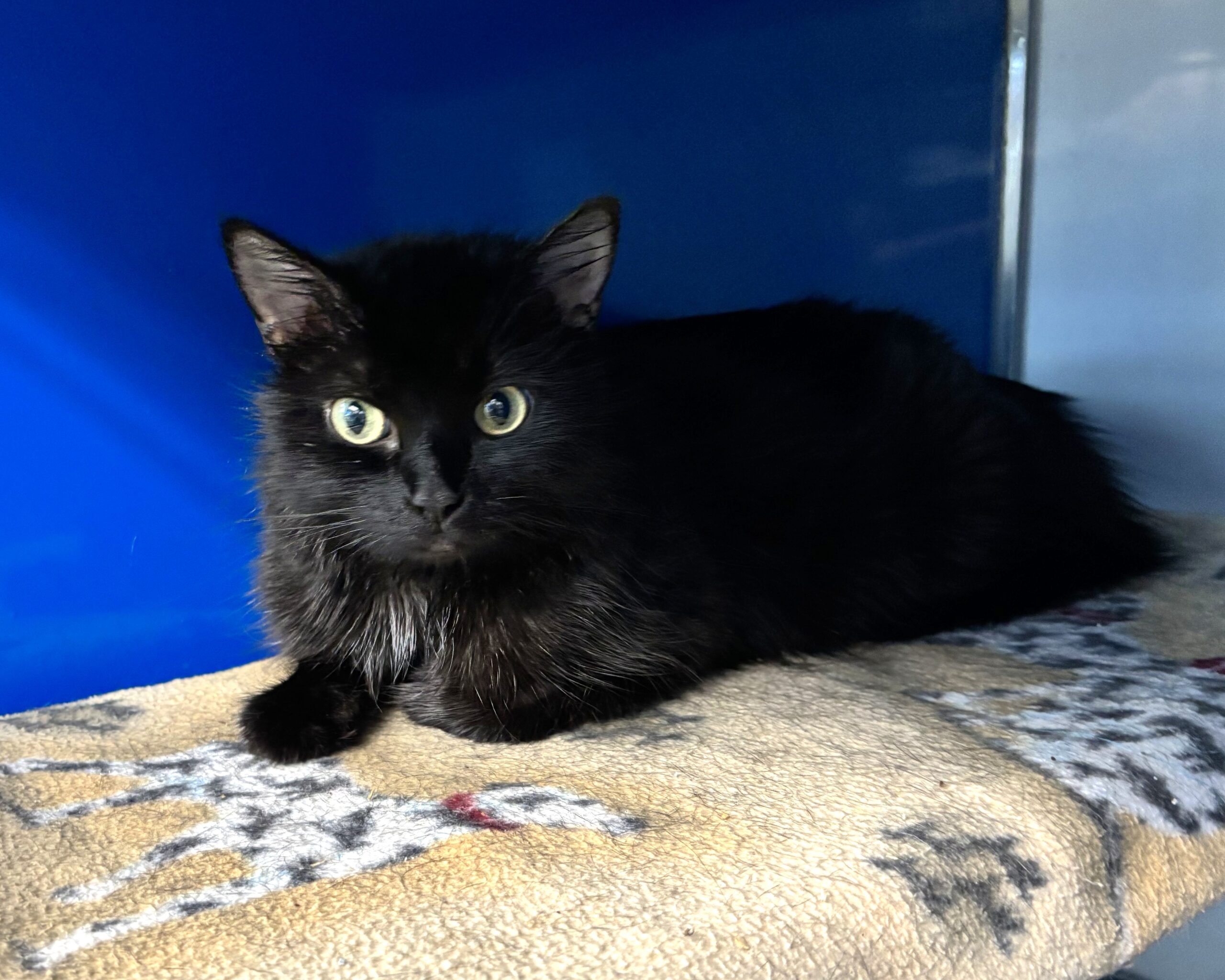 Black Cats Breeds: Stunning Varieties You Must Discover Today