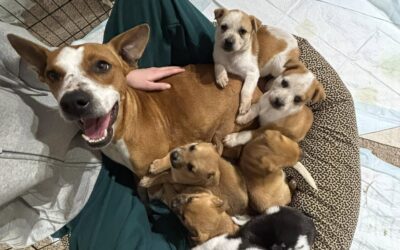 Becoming a Dog Whelping Home