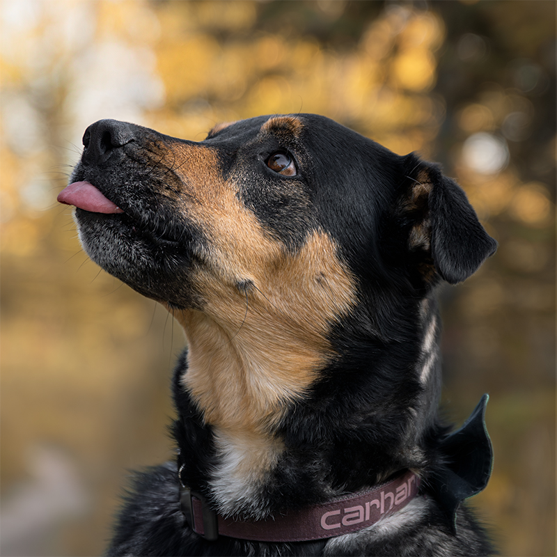 Pecorino_RenaviaPhotography_7_square