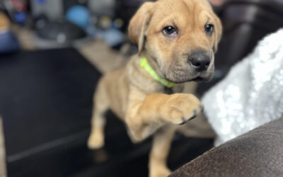 How to Introduce Fearful Dogs to Strangers