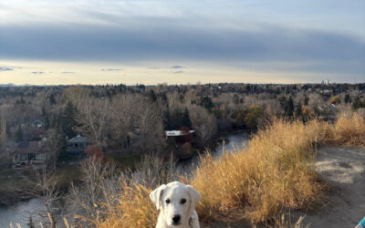 Teaching Your Dog to “Stay”