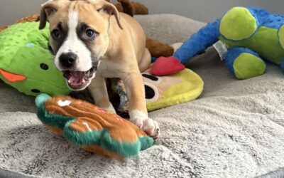 Teaching Your Dog Impulse Control