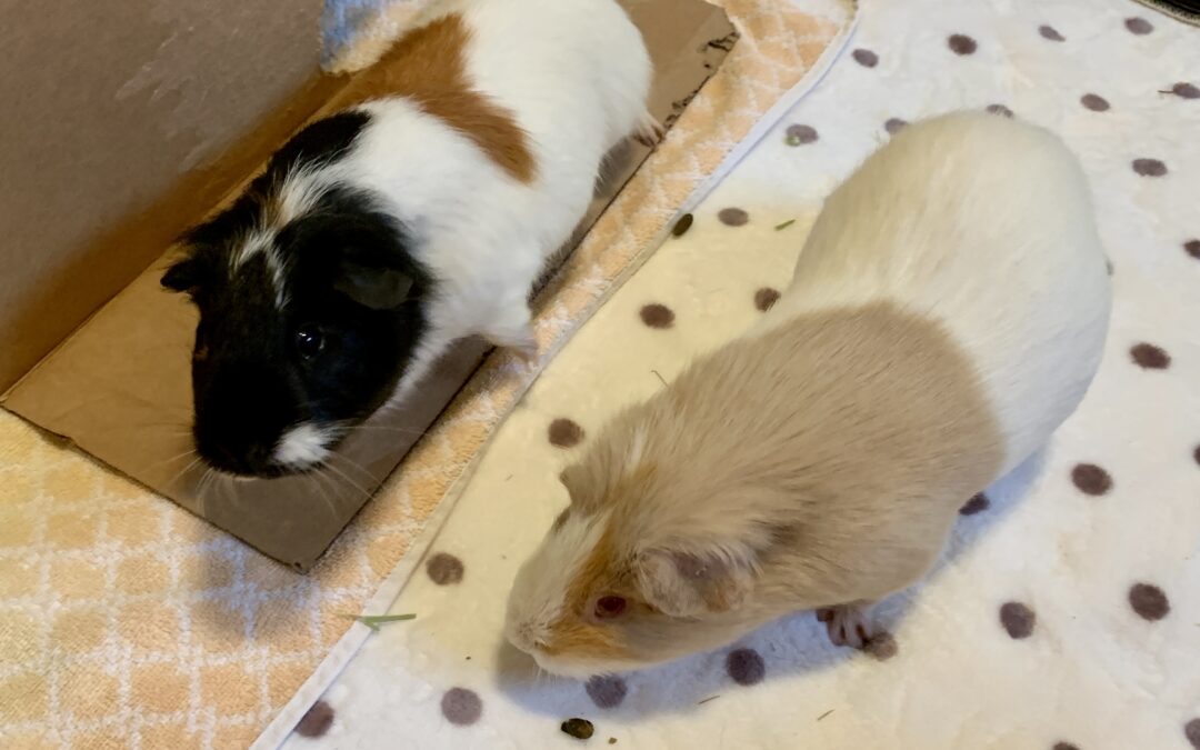 A2000342780/A2000342781