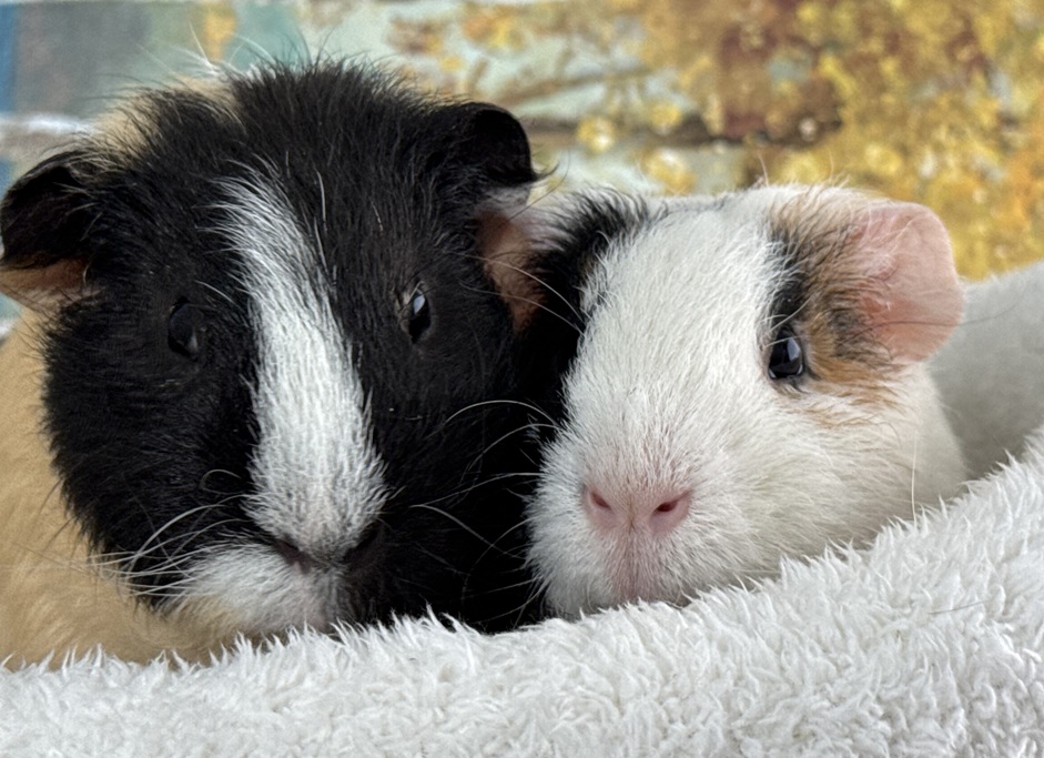 Biggie A2000363860 & Coco A2000363861