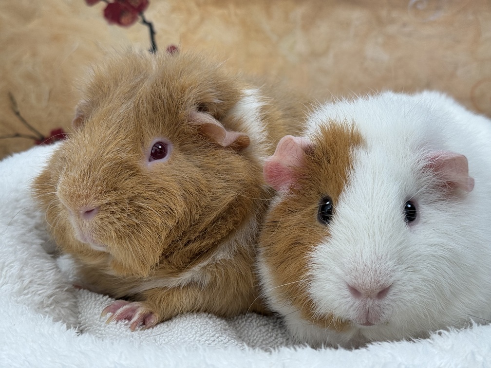 Carrot A2000315479 & Patch A2000315477