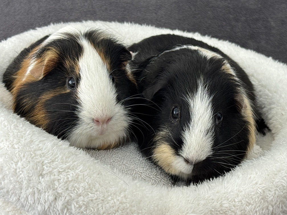 Kiwi A20000362457 & Peanut A2000362458