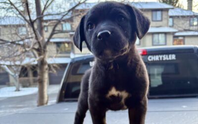 Teaching Your Dog to Pay Attention