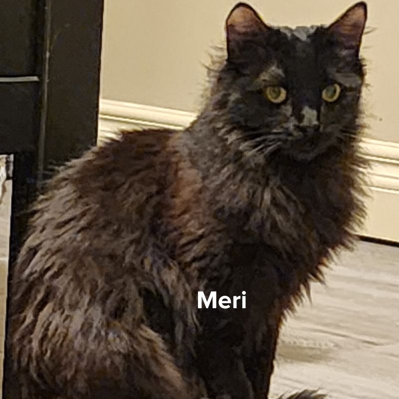 Meri (2)