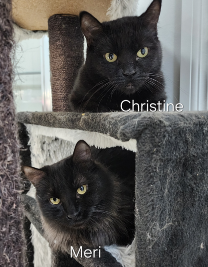 Meri Christine profile