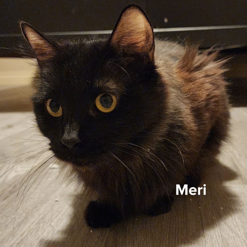 Meri