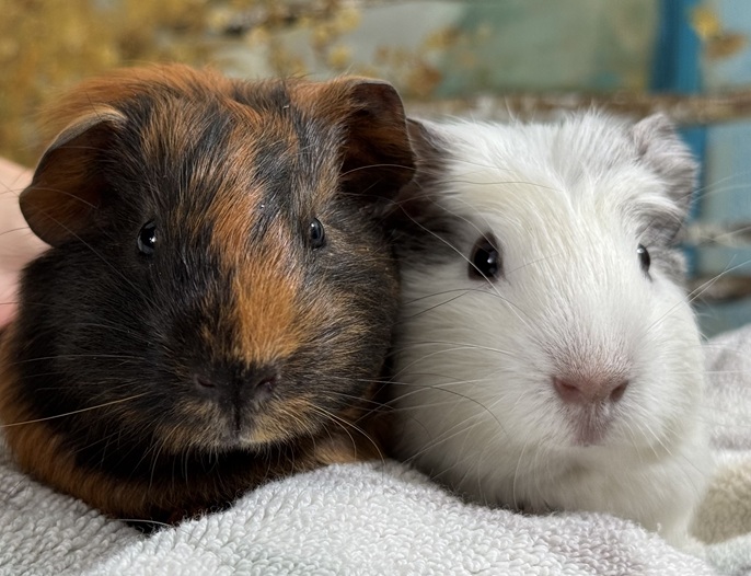 Scout A2000378504 & Geronimo A2000378506