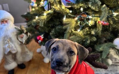 Dogs and the Holidays