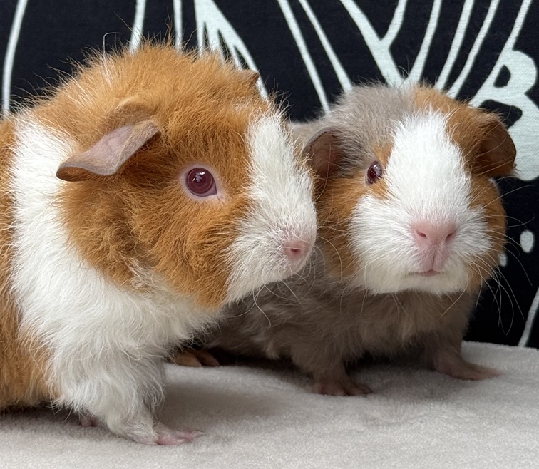 Fig A2000383970 & Olive A2000383971