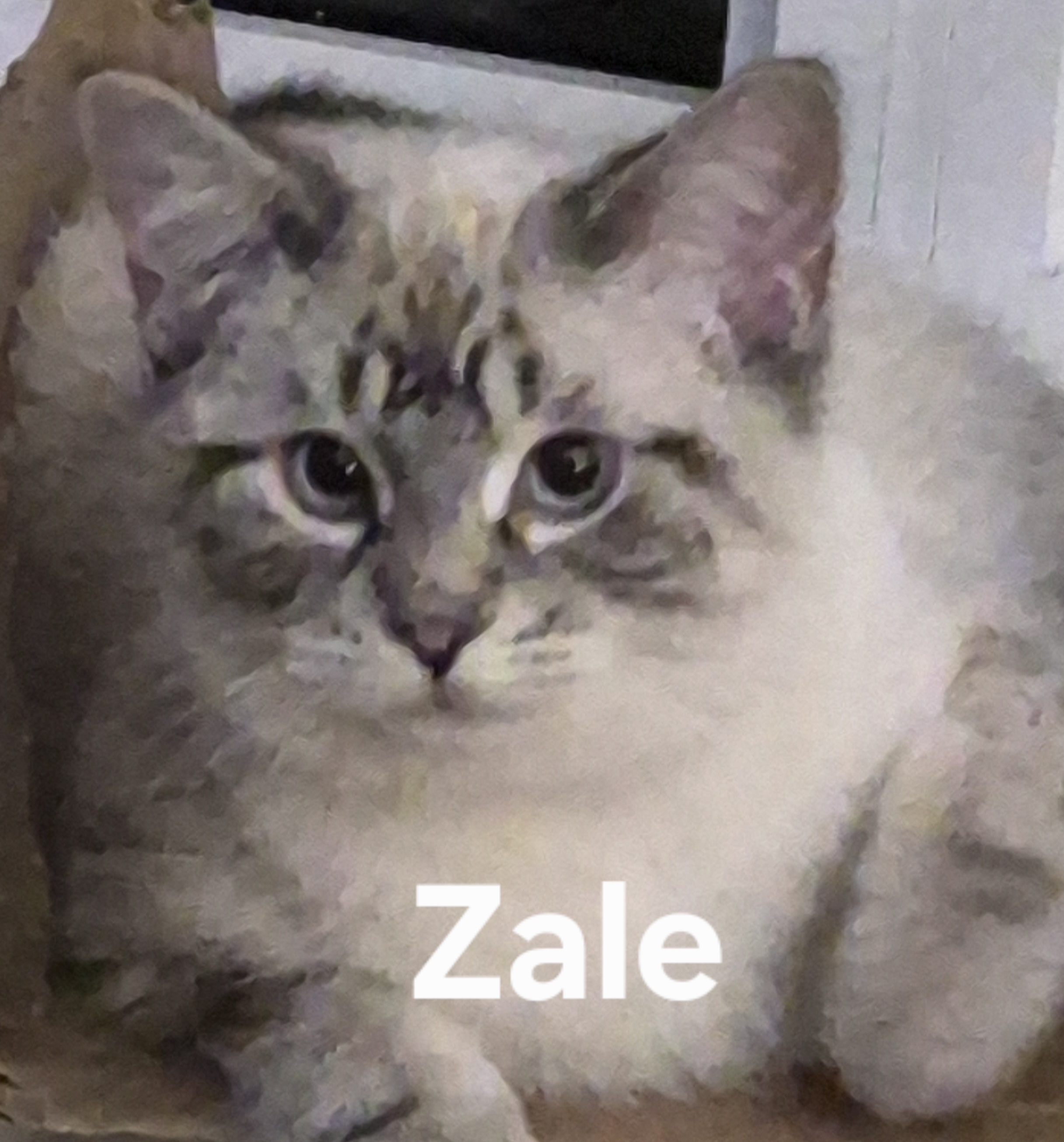 Zale (1)