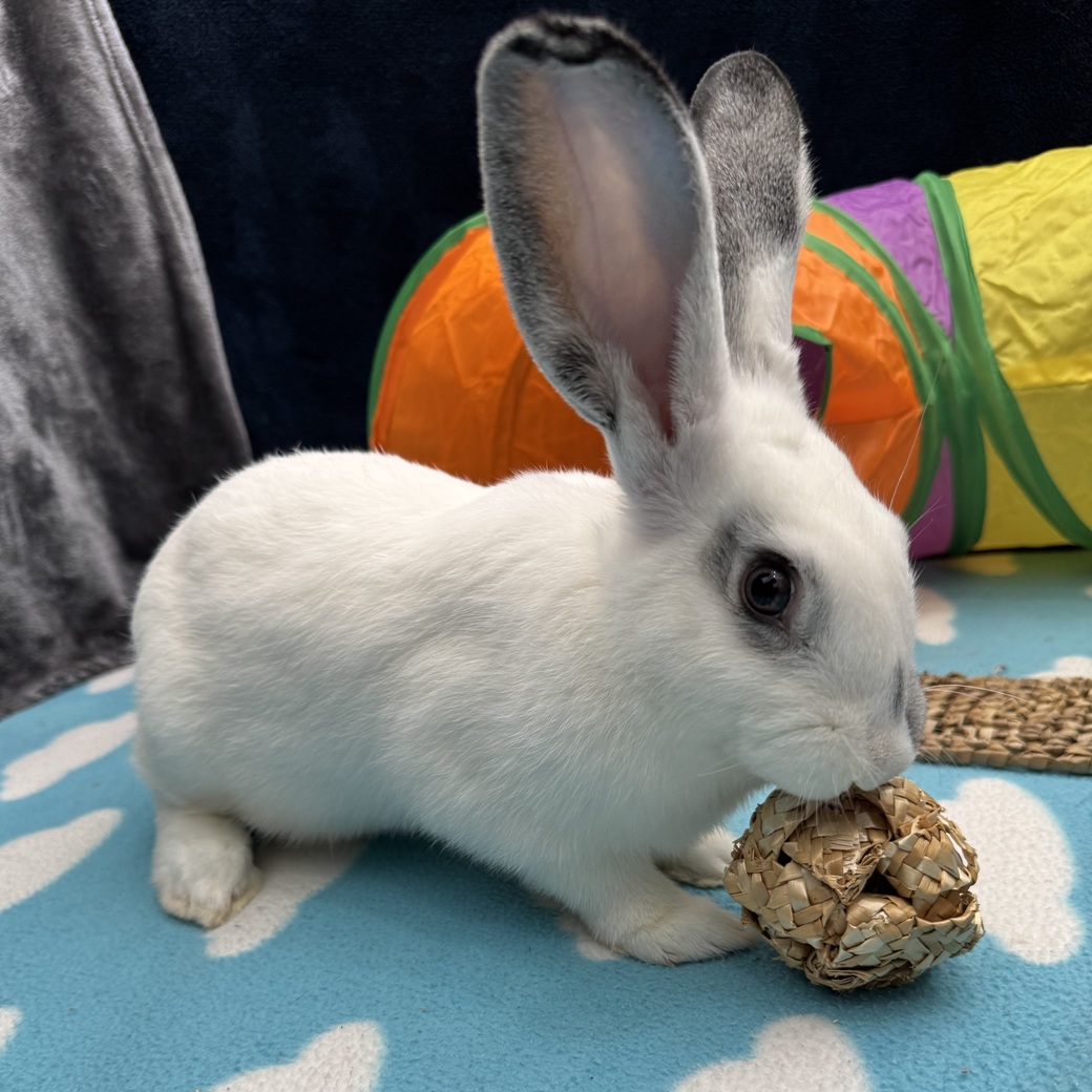 Burrito A2000389450a