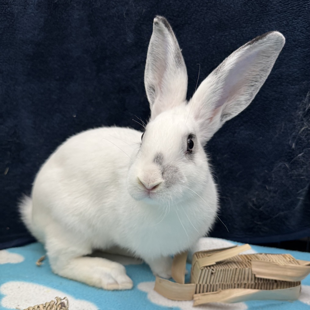 Burrito A2000389450e