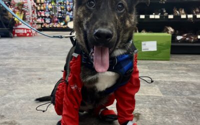 Dogs and Cold Weather