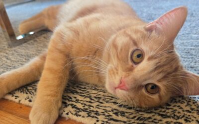 How to Choose a Rescue in Alberta