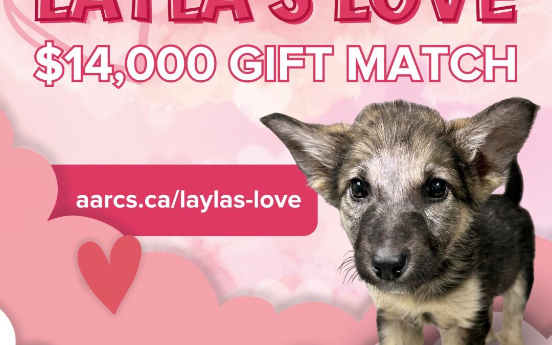 Layla’s Love Valentine’s Day Donation Match