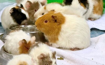 AARCS Fighting Ringworm in 50 Guinea Pigs from Private Intake