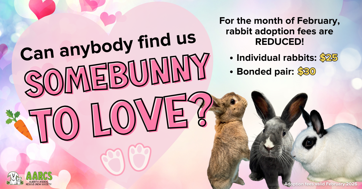 Choose Your Own Adoption Fee promotion on November 15 - December 15, 2024. Minimums apply. Puppies: Minimum $350 Adult dogs: Minimum $100 Kittens: Minimum $100 Adult cats: Minimum $25 Rabbits: Minimum $25 Guinea pigs: Minimum $15