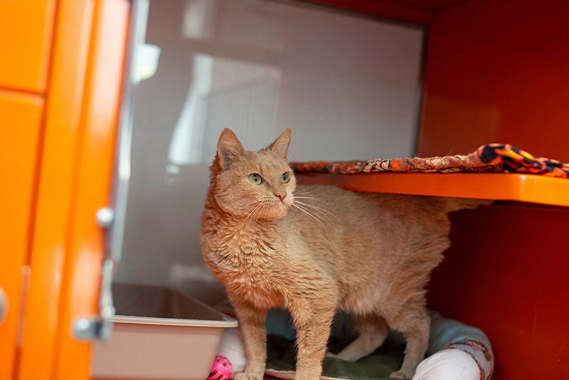 Amira Missalenius (2)