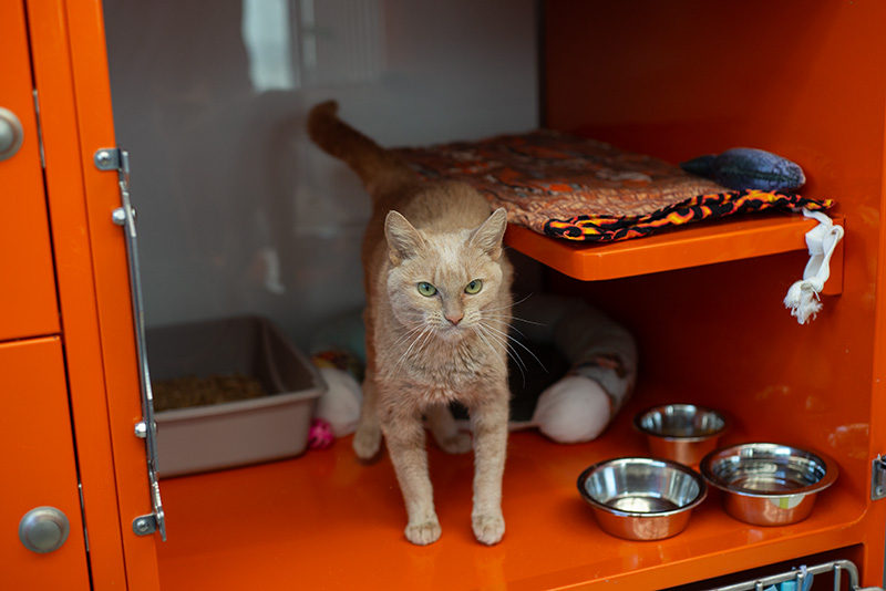 Amira Missalenius (4)