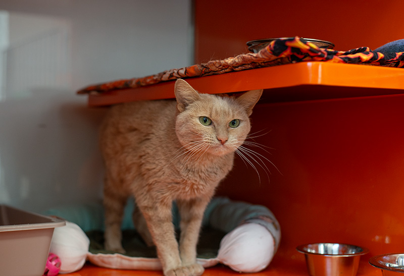 Amira Missalenius (5)